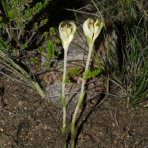 Pterostylis parviflora at Tianjara, NSW - 1 Mar 2015