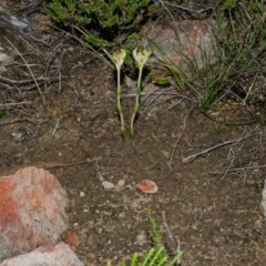 Speculantha parviflora at Tianjara, NSW - suppressed