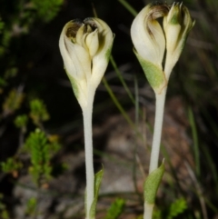 Speculantha parviflora at Tianjara, NSW - 1 Mar 2015