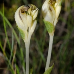 Speculantha parviflora at Tianjara, NSW - suppressed