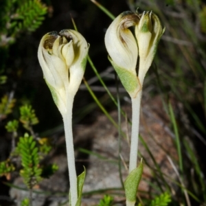 Speculantha parviflora at Tianjara, NSW - suppressed