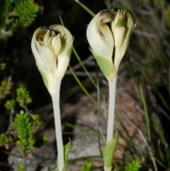 Pterostylis parviflora at Tianjara, NSW - 1 Mar 2015
