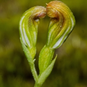 Speculantha parviflora at Boolijah, NSW - 3 May 2014