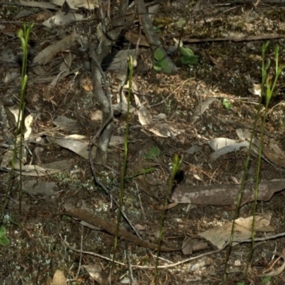 Pterostylis parviflora (Tiny Greenhood) at West Nowra, NSW - 14 Apr 2011 by AlanS