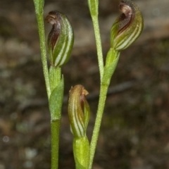 Speculantha parviflora at West Nowra, NSW - suppressed