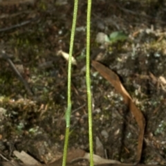 Pterostylis parviflora at West Nowra, NSW - 15 Apr 2011