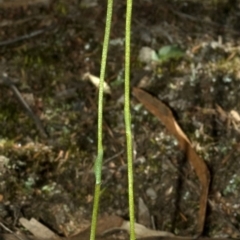 Speculantha parviflora at West Nowra, NSW - suppressed