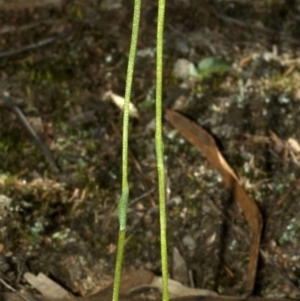 Speculantha parviflora at West Nowra, NSW - suppressed