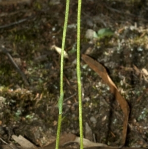 Pterostylis parviflora at West Nowra, NSW - 15 Apr 2011