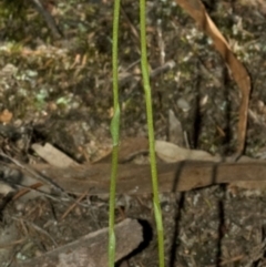 Speculantha parviflora at West Nowra, NSW - suppressed