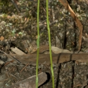 Speculantha parviflora at West Nowra, NSW - suppressed