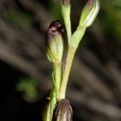 Pterostylis parviflora (Tiny Greenhood) at Morton National Park - 3 Mar 2015 by AlanS