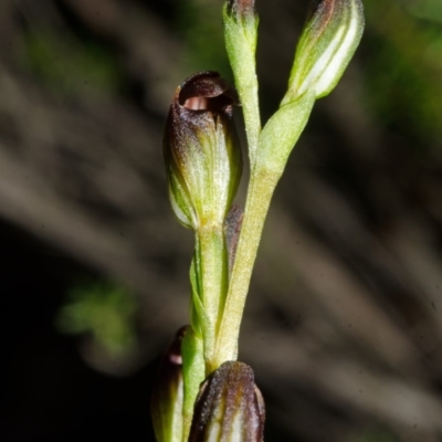 Pterostylis parviflora (Tiny Greenhood) at Morton National Park - 3 Mar 2015 by AlanS