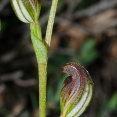 Speculantha parviflora at Sassafras, NSW - suppressed