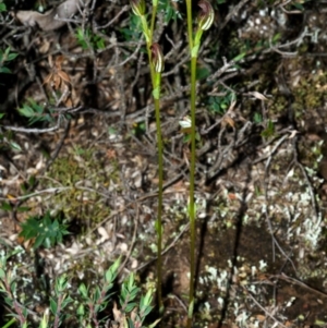 Pterostylis parviflora at Sassafras, NSW - 4 Mar 2015