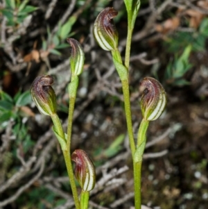 Speculantha parviflora at Sassafras, NSW - suppressed