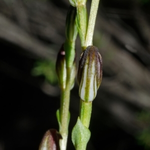 Speculantha parviflora at Sassafras, NSW - suppressed