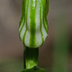 Pterostylis parviflora (Tiny Greenhood) at North Nowra, NSW - 23 Apr 2013 by AlanS