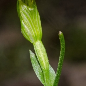 Speculantha parviflora at Bomaderry Creek Regional Park - suppressed