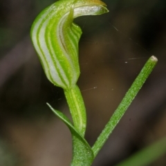 Speculantha parviflora at Bomaderry Creek Regional Park - suppressed