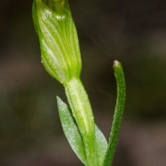 Pterostylis parviflora at Bomaderry Creek Regional Park - 24 Apr 2013