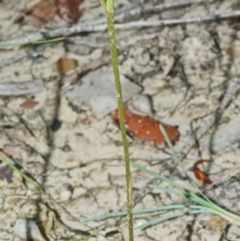 Speculantha parviflora (Tiny Greenhood) at Jerrawangala, NSW - 23 Mar 2015 by AlanS