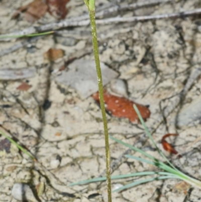 Pterostylis parviflora (Tiny Greenhood) at Jerrawangala, NSW - 22 Mar 2015 by AlanS