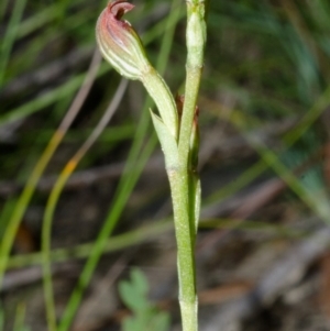 Pterostylis parviflora at Jerrawangala, NSW - 23 Mar 2015