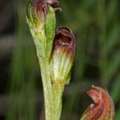 Speculantha parviflora at Jerrawangala, NSW - suppressed