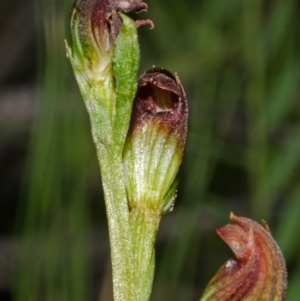 Speculantha parviflora at Jerrawangala, NSW - suppressed