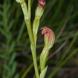 Speculantha parviflora at Jerrawangala, NSW - suppressed