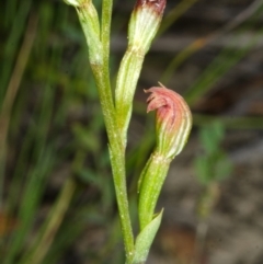 Speculantha parviflora at Jerrawangala, NSW - suppressed