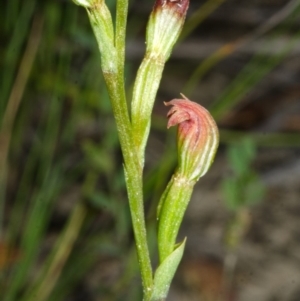 Speculantha parviflora at Jerrawangala, NSW - suppressed