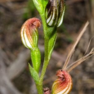 Speculantha parviflora at Falls Creek, NSW - suppressed