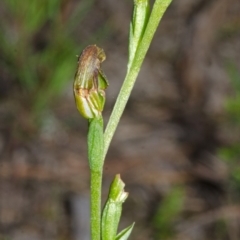 Speculantha parviflora at Falls Creek, NSW - suppressed