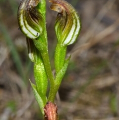 Speculantha parviflora at Falls Creek, NSW - suppressed