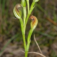 Speculantha parviflora at Falls Creek, NSW - suppressed