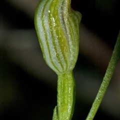 Pterostylis parviflora (Tiny Greenhood) at Bomaderry, NSW - 19 Apr 2010 by AlanS