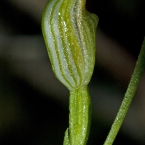 Pterostylis parviflora at Bomaderry Creek Regional Park - 20 Apr 2010