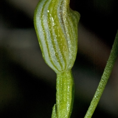 Pterostylis parviflora (Tiny Greenhood) at Bomaderry, NSW - 19 Apr 2010 by AlanS