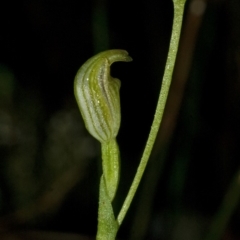 Speculantha parviflora at Bomaderry Creek Regional Park - suppressed
