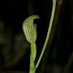 Pterostylis parviflora at Bomaderry Creek Regional Park - 20 Apr 2010