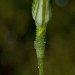 Speculantha parviflora at Bomaderry Creek Regional Park - suppressed