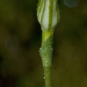 Pterostylis parviflora at Bomaderry Creek Regional Park - 20 Apr 2010