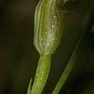 Pterostylis parviflora at Bomaderry Creek Regional Park - 20 Apr 2010