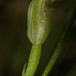 Speculantha parviflora at Bomaderry Creek Regional Park - suppressed