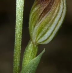 Pterostylis parviflora (Tiny Greenhood) at West Nowra, NSW - 13 Apr 2011 by AlanS