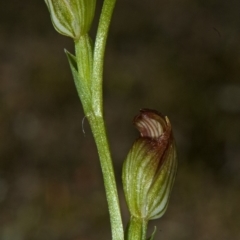 Speculantha parviflora at West Nowra, NSW - suppressed