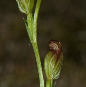 Pterostylis parviflora at West Nowra, NSW - 14 Apr 2011