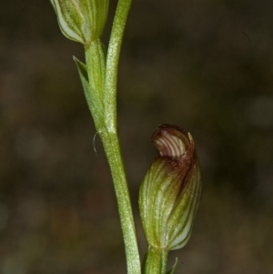 Speculantha parviflora at West Nowra, NSW - 14 Apr 2011